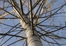 IL BOSCO INCANTATO - Mantenere il contatto con la natura