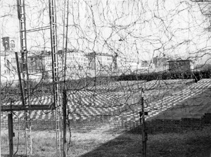 Torna La Lucciola, il cinema all'aperto di Firenze