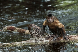 VENEZIA 70 - Il Premio Ambiente WWF ad 