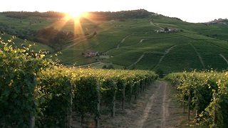 CINEMA E VINO - La storia dei 