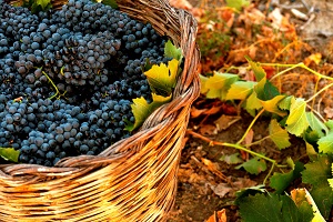 La promozione del Negroamaro attraverso i corti