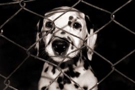 Il mondo del cinema e dello spettacolo si mobilita per gli animali e i lavoratori dei Canili Comunali di Roma