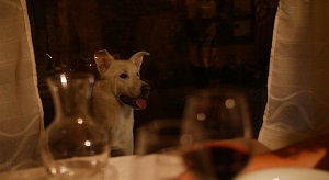 ANGELO - LIFE OF A STREET DOG - Il 17 gennaio al Teatro Rina e Gilberto Govi di Genova