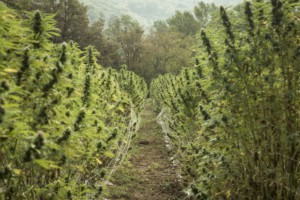 CLOROFILLA FILM FESTIVAL 19 - Proiezione a Grossero di 