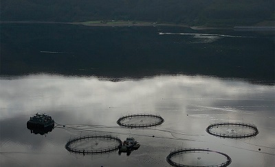 CINEMAMBIENTE 28 - DYING LOCHS di Francesco De Augustinis