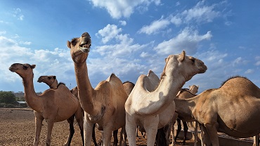 LA SCOMESSA DEL LATTE DEI CAMMELLI IN KENYA - Il 31 gennaio in onda su Arte TV