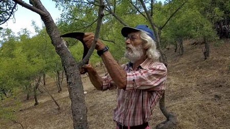 MANNA MAN - Viaggio nel mondo segreto della vita degli alberi