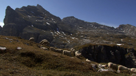 BISCES CHIR FAMEI - La raccolta delle pecore perdute