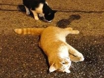 VITA DA RANDAGI - A Lessolo, gatti in piazza